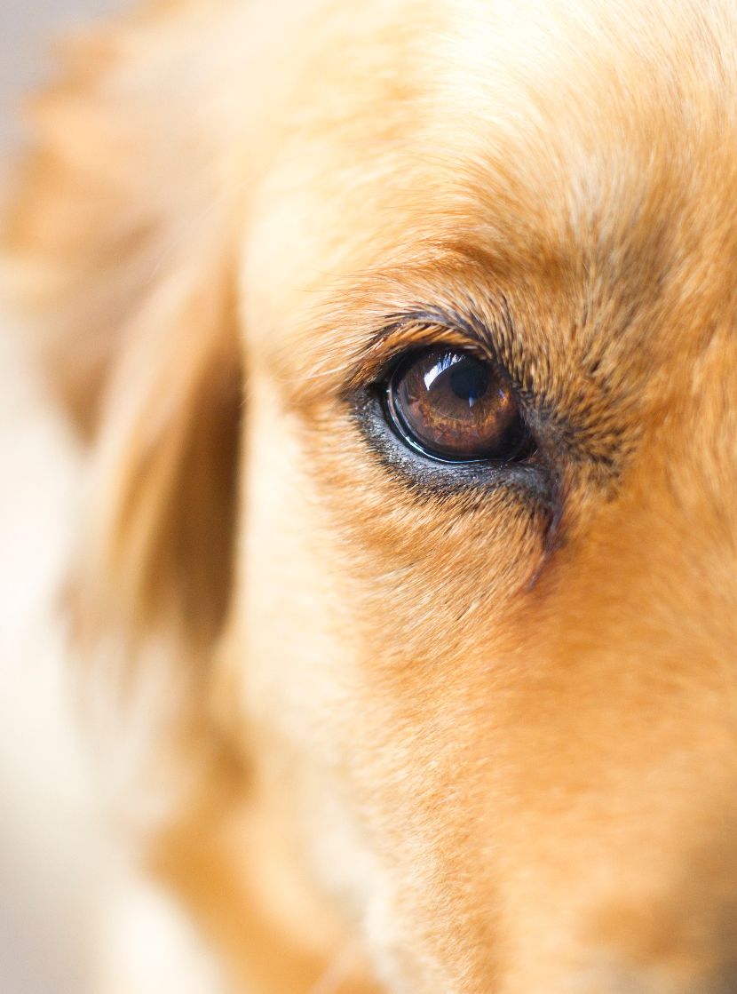 Saúde Ocular no Cães
